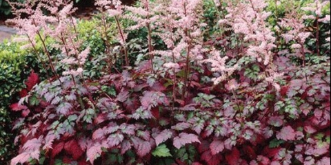 Astilba boja limete: opis + fotografija